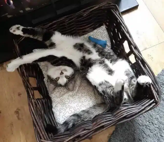 Cat Finds a Stray Kitten and Tries to convince the Family to Adopt Him 6