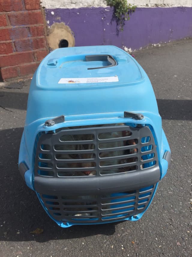 Cat Left On Sidewalk In Carrier With All His Toys In Direct Sunlight 1