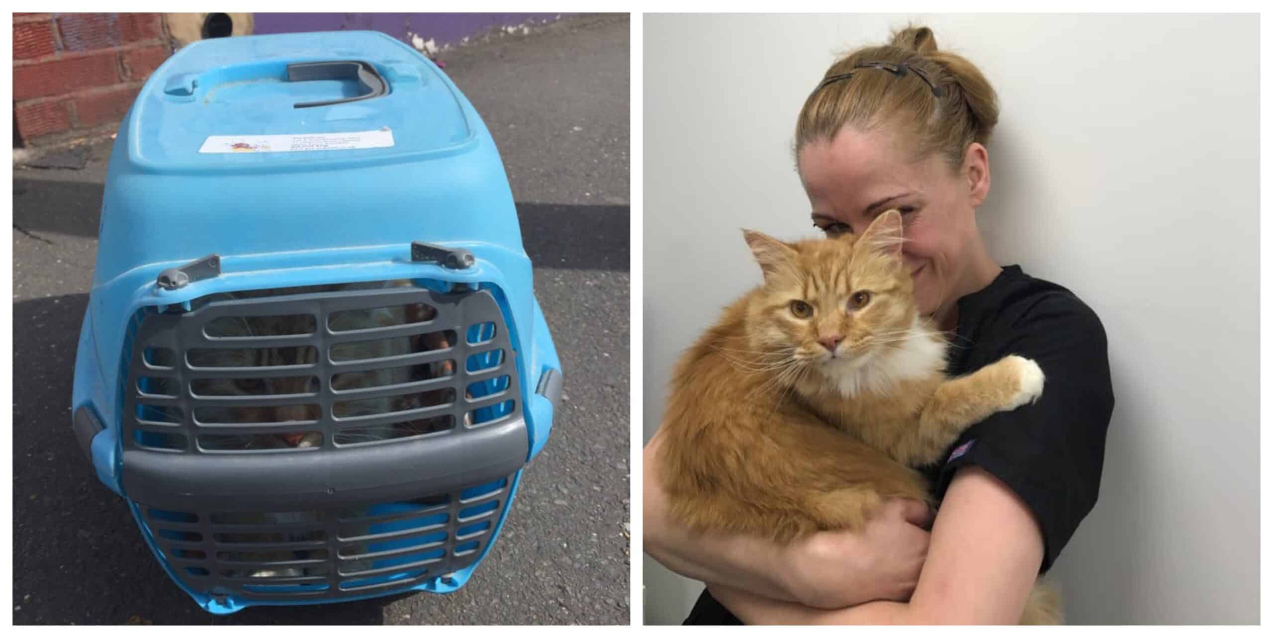 Cat Left On Sidewalk In Carrier With All His Toys In Direct Sunlight