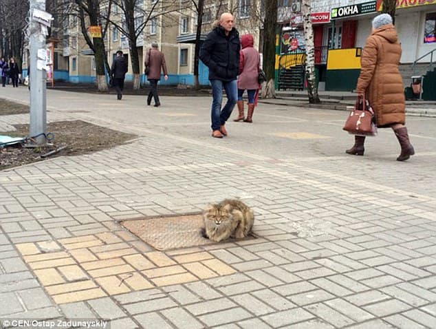 Cat Visits the Same Place Every Day for a Year After Being Left Alone 1