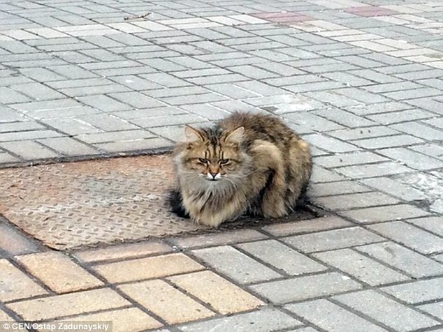 Cat Visits the Same Place Every Day for a Year After Being Left Alone 2