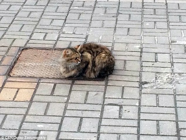 Cat Visits the Same Place Every Day for a Year After Being Left Alone 3