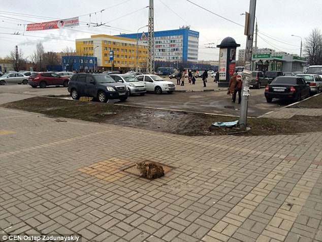 Cat Visits the Same Place Every Day for a Year After Being Left Alone 4