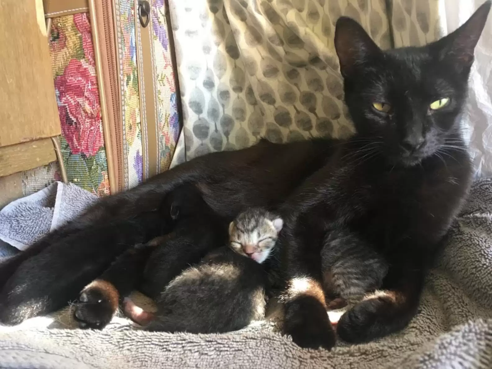 Cat in the street asks woman to let her inside so she may give birth