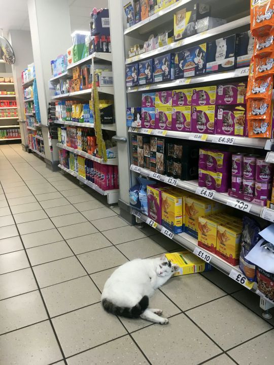 Chubby cat enters Tesco to snatch some snacks and take a sleep 1