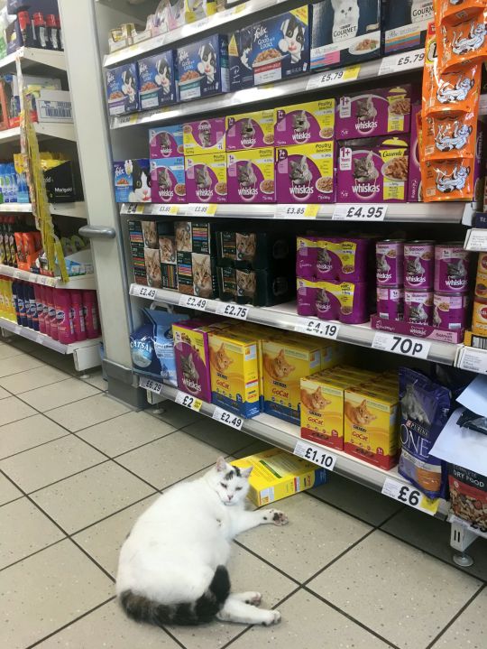 Chubby cat enters Tesco to snatch some snacks and take a sleep 2