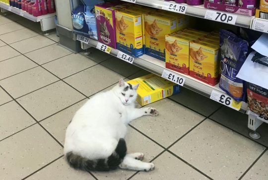 Chubby cat enters Tesco to snatch some snacks and take a sleep