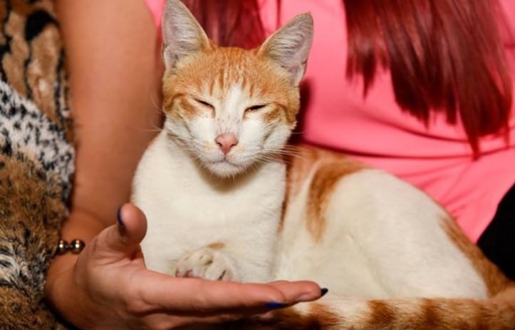 Couple cancel their dream wedding to take care of a stray kitten 1