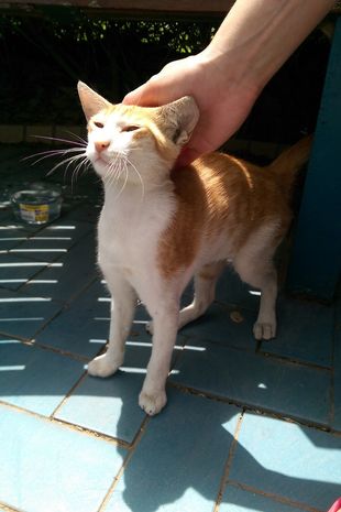 Couple cancel their dream wedding to take care of a stray kitten 4