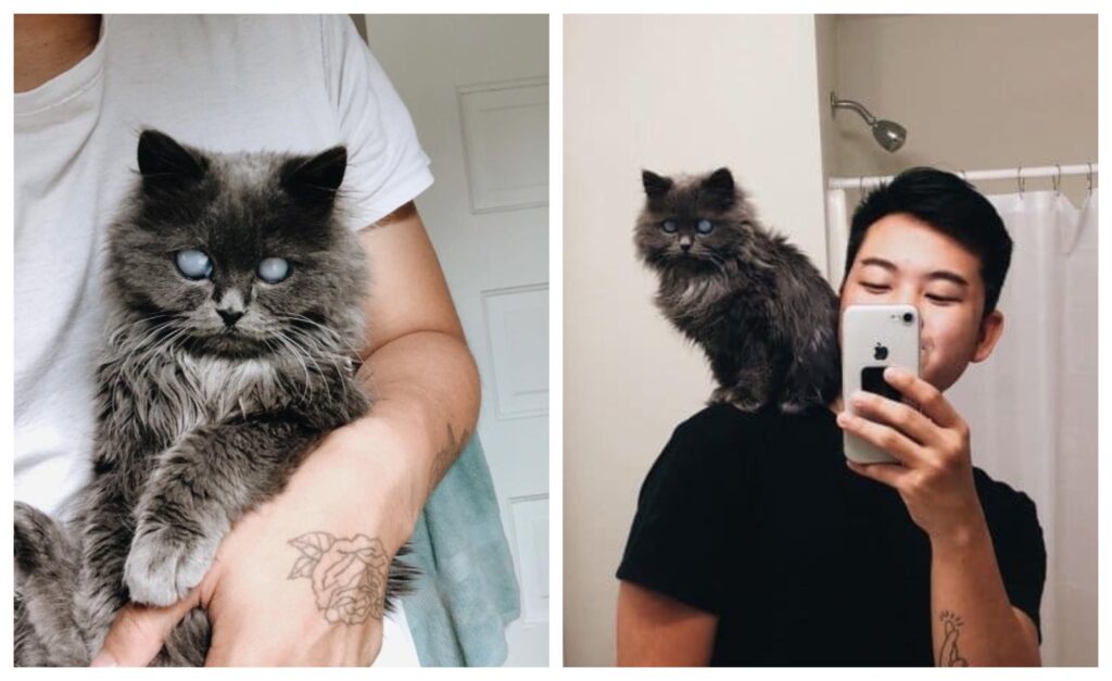 Couple go to animal shelter to choose a cat but a blind cat chooses