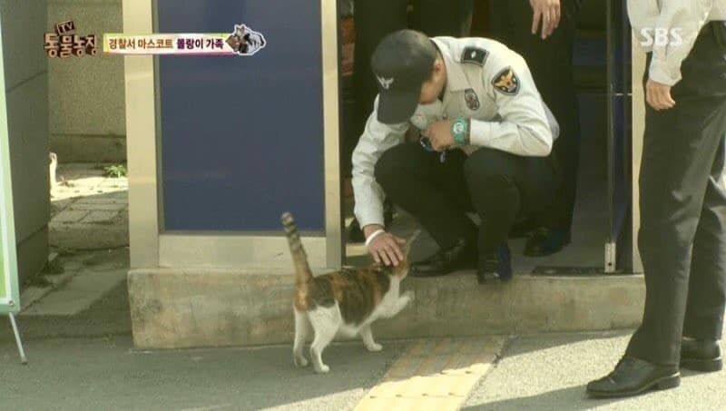 Due to her pregnancy a stray cat chose to remain in the police station, surprising the officers with the prettiest new member of the force