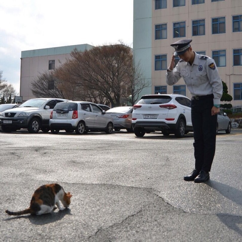 Due to her pregnancy a stray cat chose to remain in the police station surprising the officers with the prettiest new member of the force 2