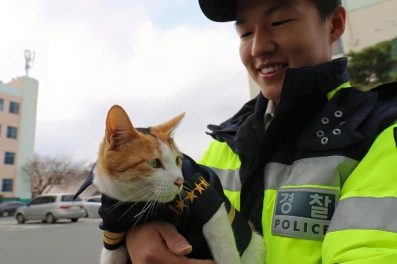 Due to her pregnancy a stray cat chose to remain in the police station surprising the officers with the prettiest new member of the force 4