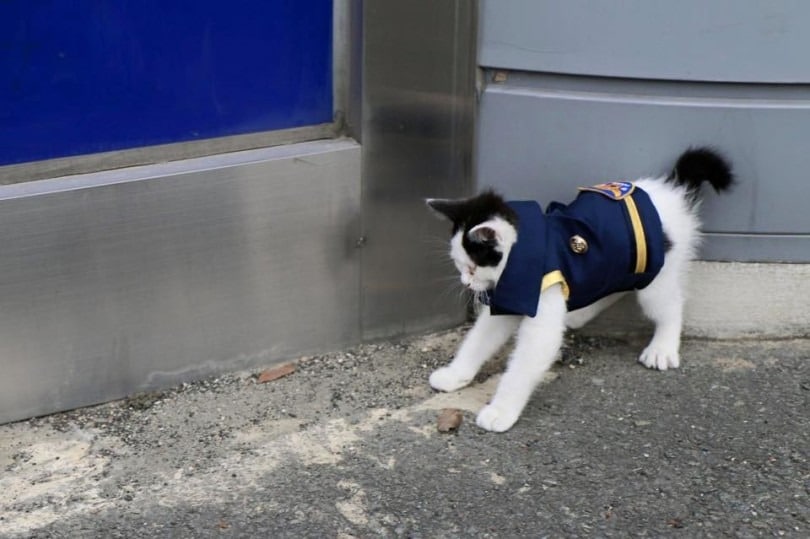 Due to her pregnancy a stray cat chose to remain in the police station surprising the officers with the prettiest new member of the force 7