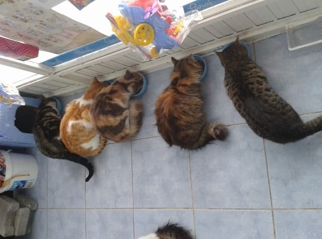 During a snowstorm a man opens his store to shelter stray cats 2