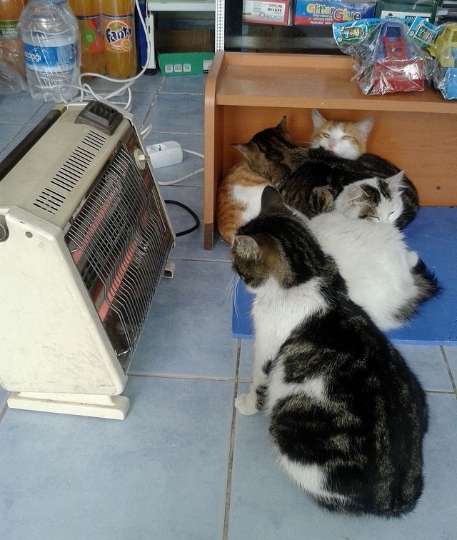 During a snowstorm a man opens his store to shelter stray cats 3