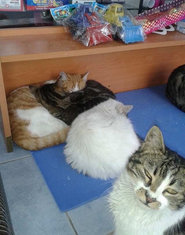 During a snowstorm a man opens his store to shelter stray cats 4