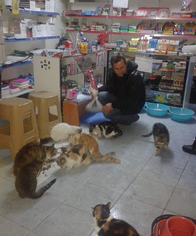 During a snowstorm a man opens his store to shelter stray cats 5
