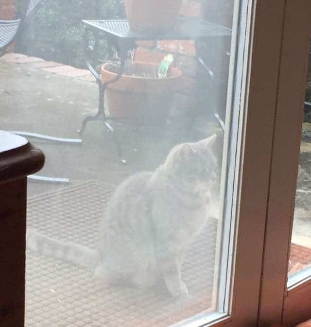 Every day the neighbor's cat comes to the window to look for a friend who has passed away 1