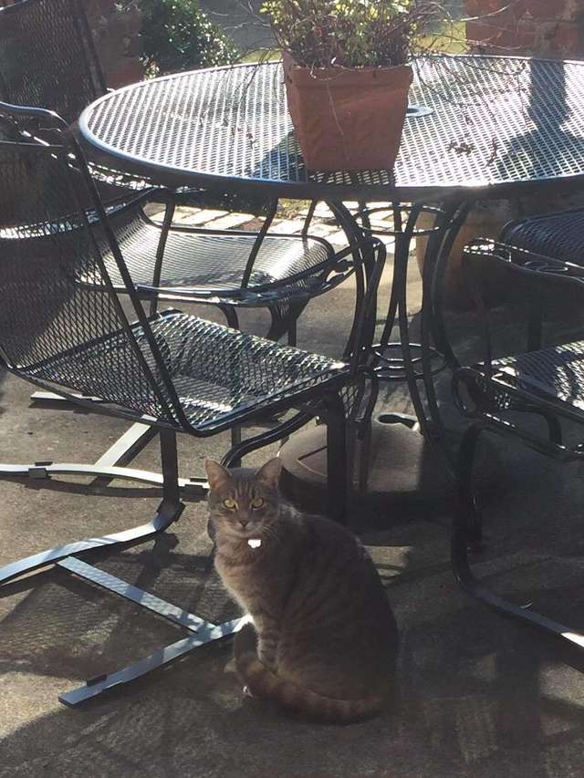 Every day the neighbor's cat comes to the window to look for a friend who has passed away 3