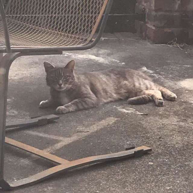 Every day the neighbor's cat comes to the window to look for a friend who has passed away 5