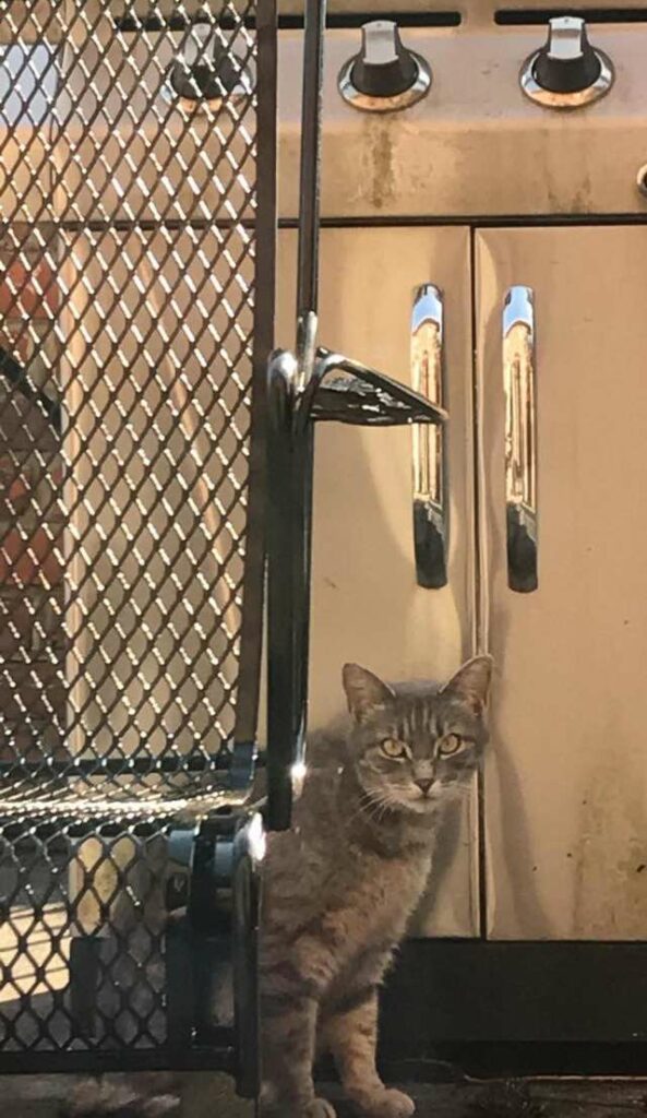 Every day the neighbor's cat comes to the window to look for a friend who has passed away 6