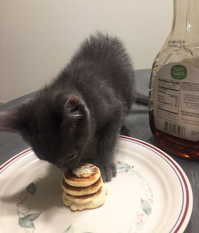 Girlfriend was worried to part with her cat with her boyfriend but he made him the tiniest pancakes ever in the end 2