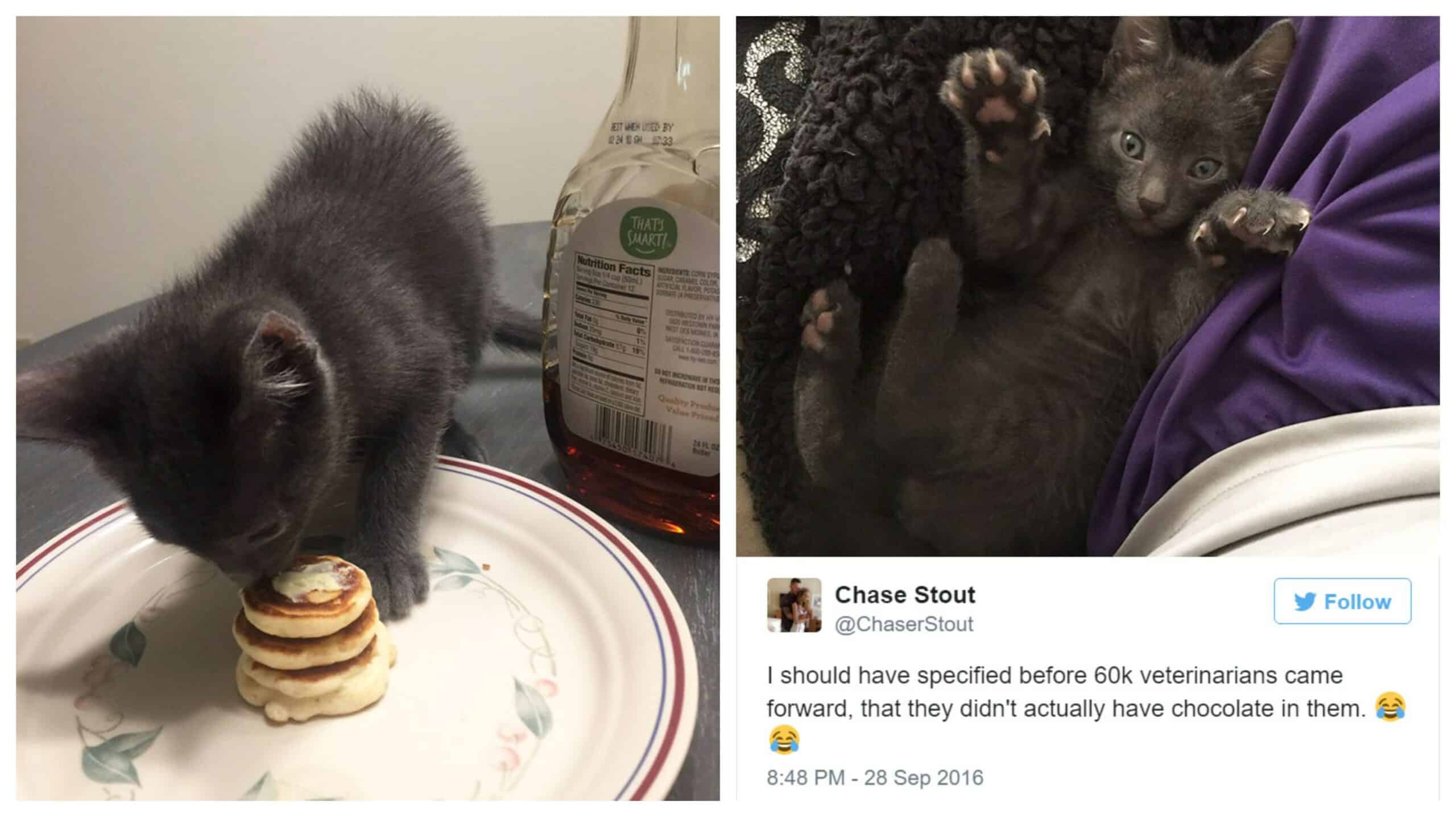 Girlfriend was worried to part with her cat with her boyfriend but he made him the tiniest pancakes