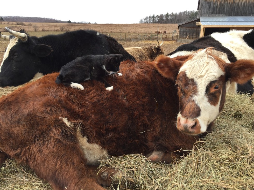 In her final hours a dying friend is comforted by a cat 2