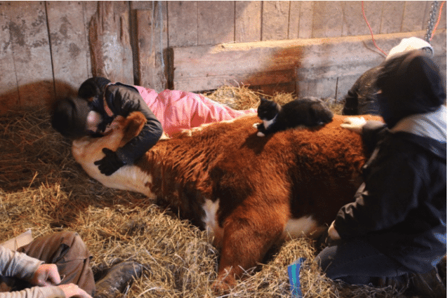 In her final hours a dying friend is comforted by a cat!