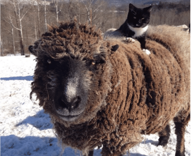 In her final hours a dying friend is comforted by a cat 4