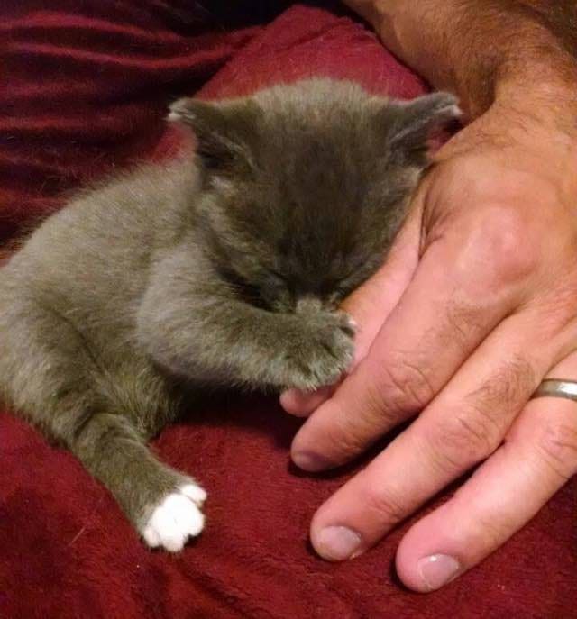 Kitten Receives a New Lifelong Sister and a Permanent Home After Being Found Left Behind a Tool Shed 2