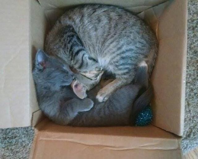 Kitten Receives a New Lifelong Sister and a Permanent Home After Being Found Left Behind a Tool Shed 4