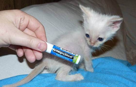 Kitten no bigger than a chapstick tube found abandoned in bushes