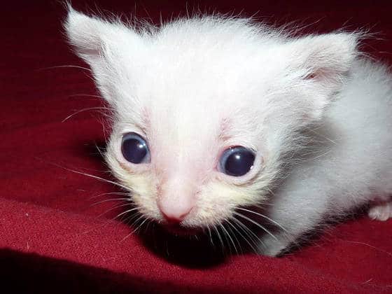 Kitten no bigger than a chapstick tube found abandoned in bushes 2