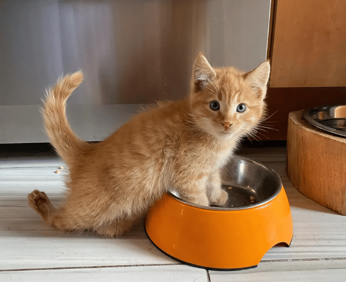 Kitten was happy to be able to run and walk on all four paws for the first time