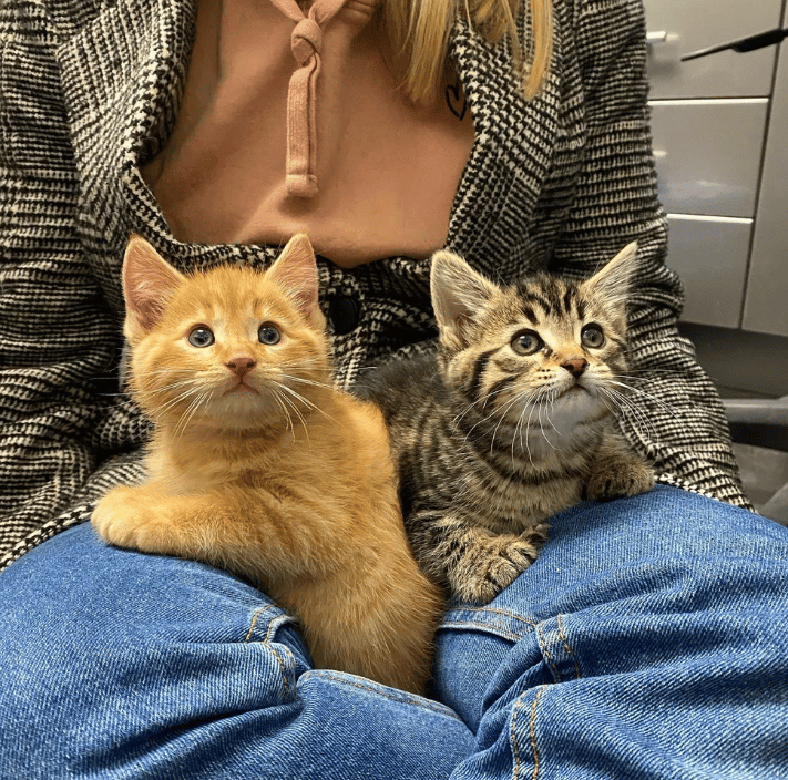 Kitten was happy to be able to run and walk on all four paws for the first time 5