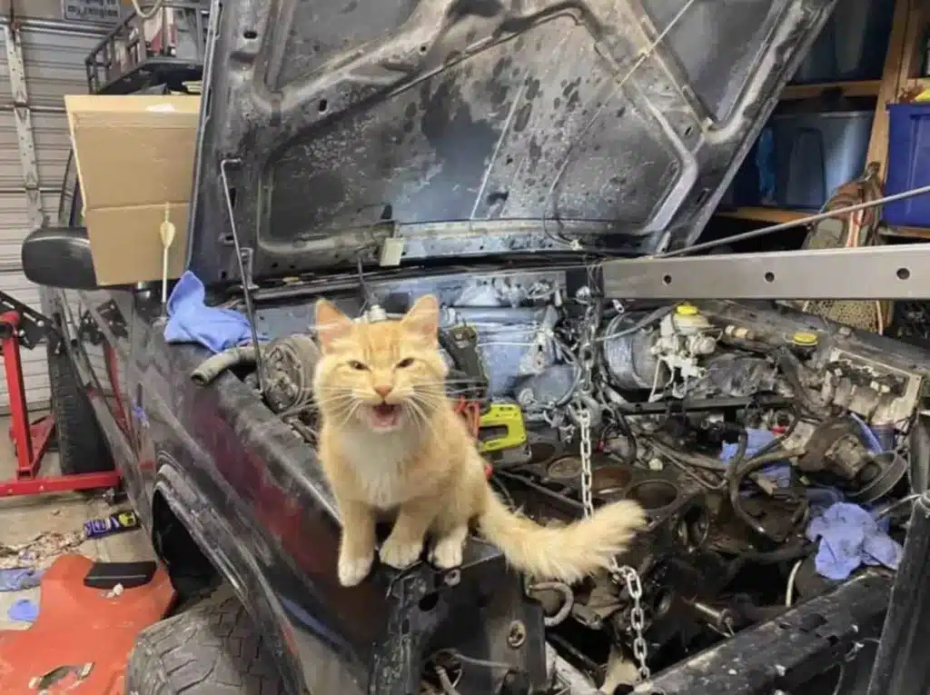 Man Finds a Cat in His Garage but He does not own it 1