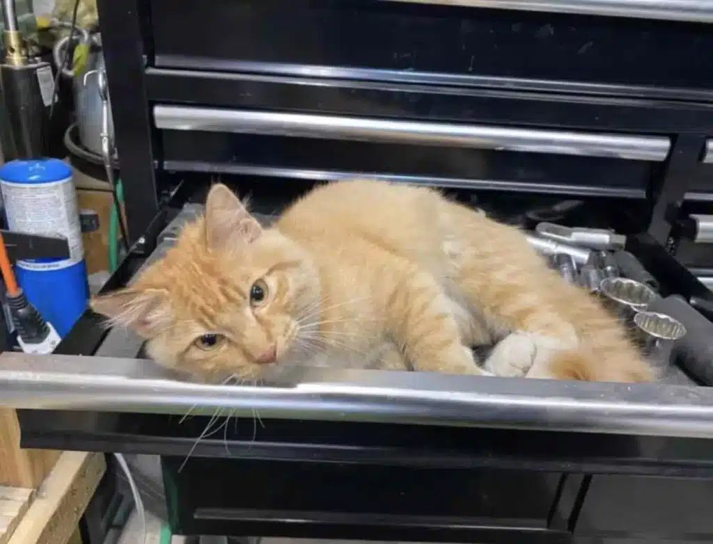 Man Finds a Cat in His Garage but He does not own it 3