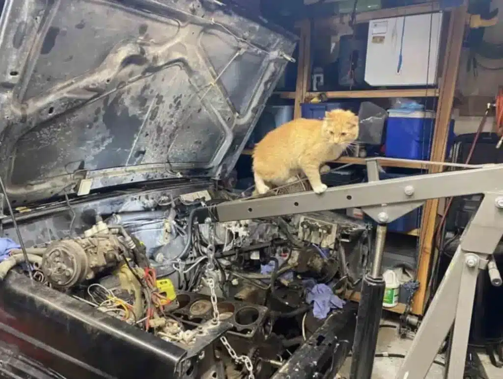 Man Finds a Cat in His Garage but He does not own it 4