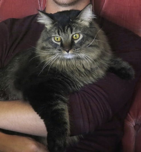 Momo the cat saved his father's life by swimming to safety 5