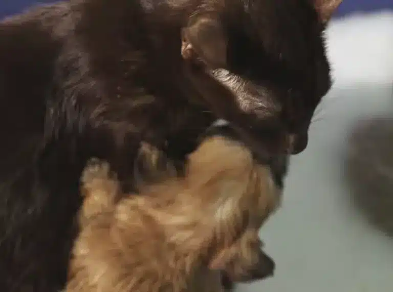 Mother Cat Adopts Rejected Puppy 2