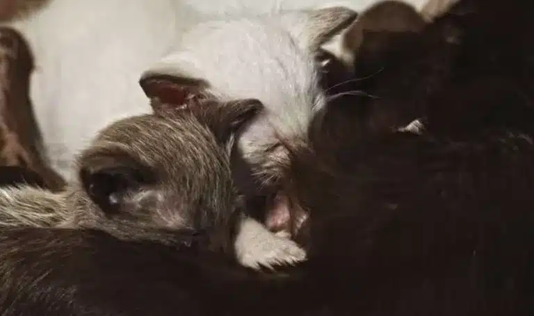 Mother Cat Adopts Rejected Puppy 3