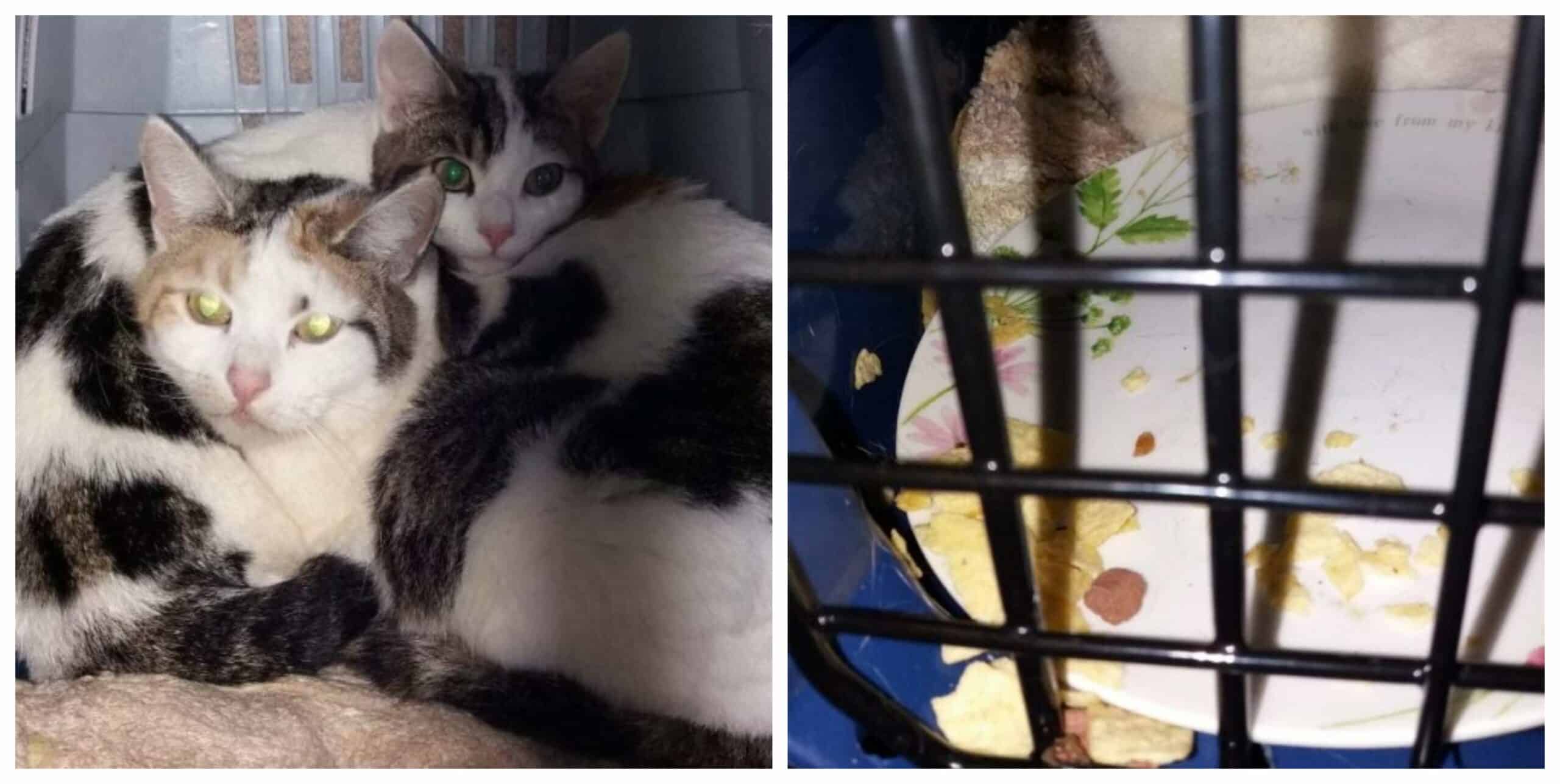 On a woman's doorstep a mother cat and her kitten were left with some potato chips
