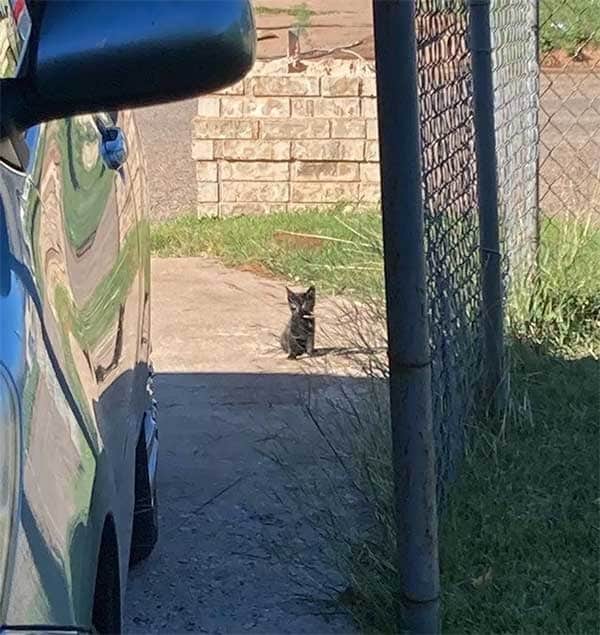 Poor Kitten Continues Walking and Eventually Passes Out Until She Meets Kind-Hearted People Who Change Her Life 1