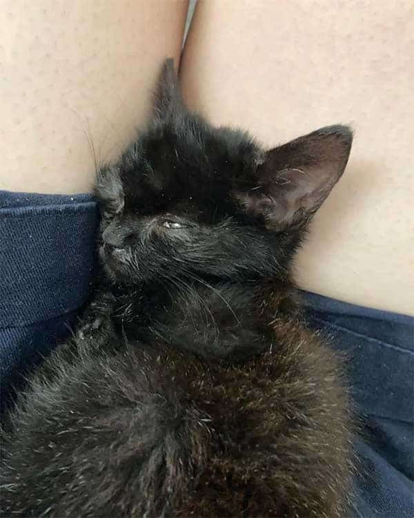 Poor Kitten Continues Walking and Eventually Passes Out Until She Meets Kind-Hearted People Who Change Her Life 2