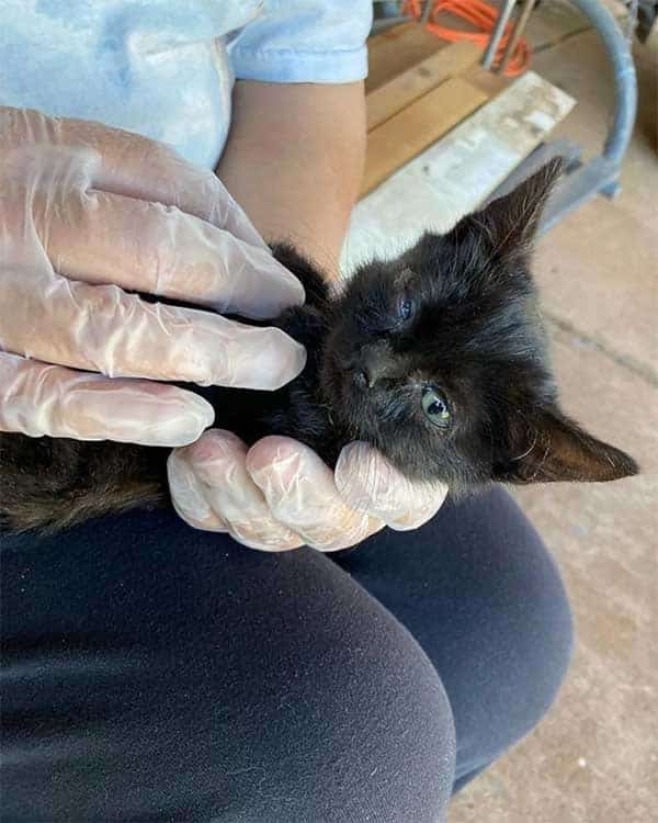 Poor Kitten Continues Walking and Eventually Passes Out Until She Meets Kind-Hearted People Who Change Her Life 3