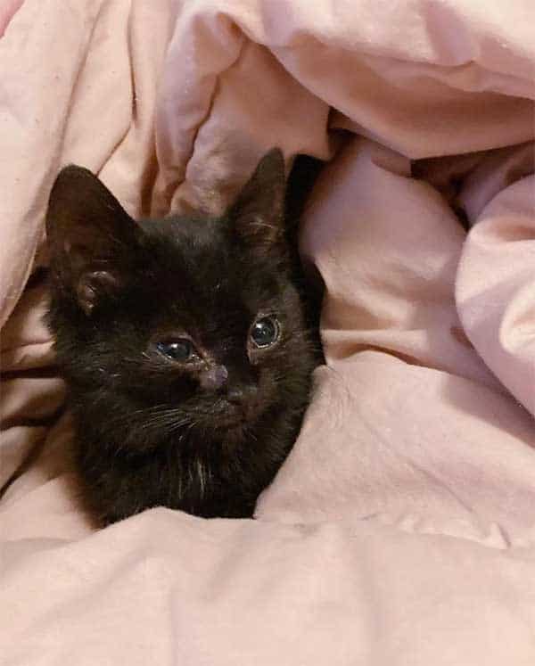 Poor Kitten Continues Walking and Eventually Passes Out Until She Meets Kind-Hearted People Who Change Her Life 4