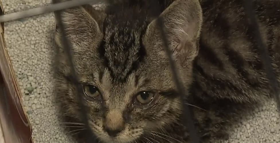 Rescue of a kitten from a moving pickup truck 1