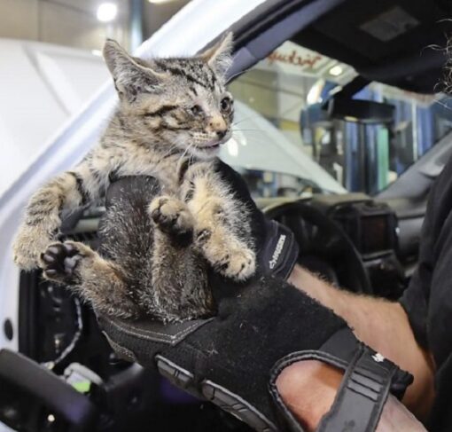 Rescue of a kitten from a moving pickup truck 2